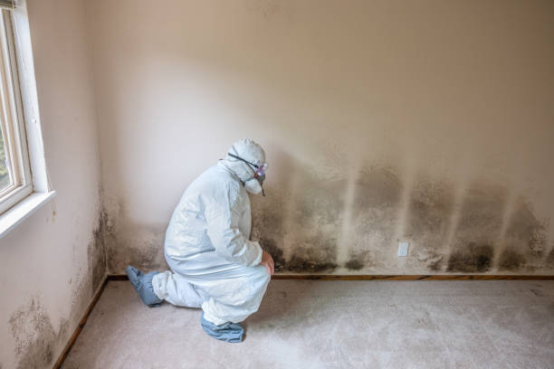 Best Mold Damage Repair  in Dakota Dunes, SD
