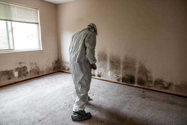 Best Attic Mold Removal  in Dakota Dunes, SD