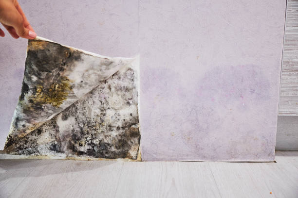 Best Water Damage Restoration  in Dakota Dunes, SD
